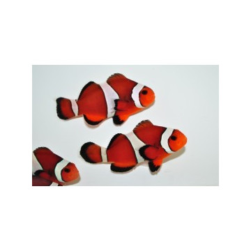 Amphiprion Ocellaris \\"Mocha\\" 3-4 cm (Lot de 2) 65,00 €