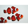 Amphiprion Ocellaris \\"Mocha\\" 3-4 cm (Lot de 2) 65,00 €