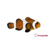 Amphiprion Ocellaris \\"Mocha\\" 3-4 cm (Lot de 2) 65,00 €