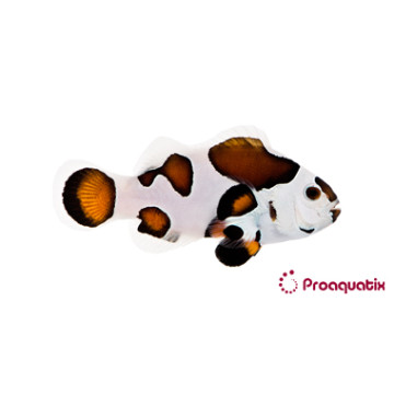 Amphiprion Ocellaris \\"Mocha Storm\\" 119,00 €