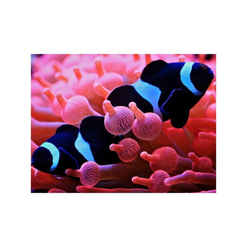 Amphiprion Ocellaris \\"black\\" 2-3 cm (Lot de 2) 59,50 €