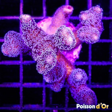 Bouture Stylophora mauve \\"milka\\" 24,00 € Poissondor