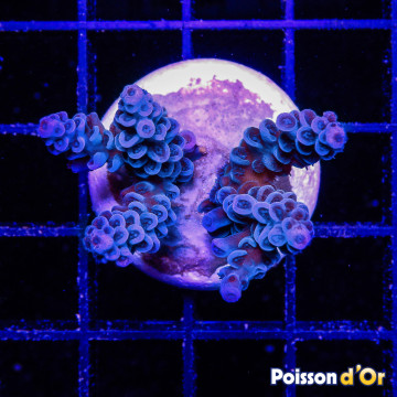 Bouture Acropora tenuis bleu (2-4 cm) 25,00 € Poissondor