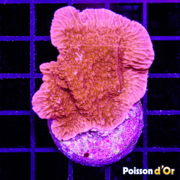 Bouture Montipora foliosa red 24,00 € Poissondor