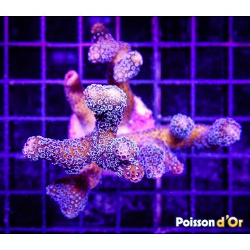 Bouture Stylophora mauve \\"milka\\" 24,00 € Poissondor