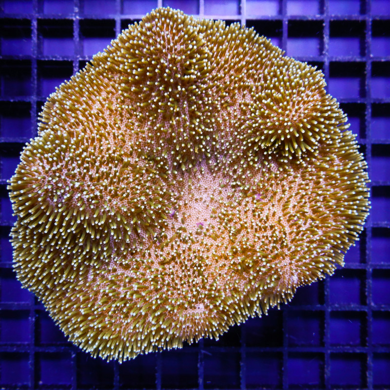 Sarcophyton Trocheliophorum 7-10 cm