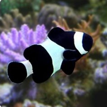 Amphiprion Ocellaris black 2-3 cm