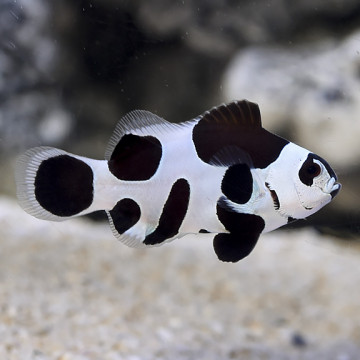 Amphiprion Ocellaris "Black Storm" 3 cm