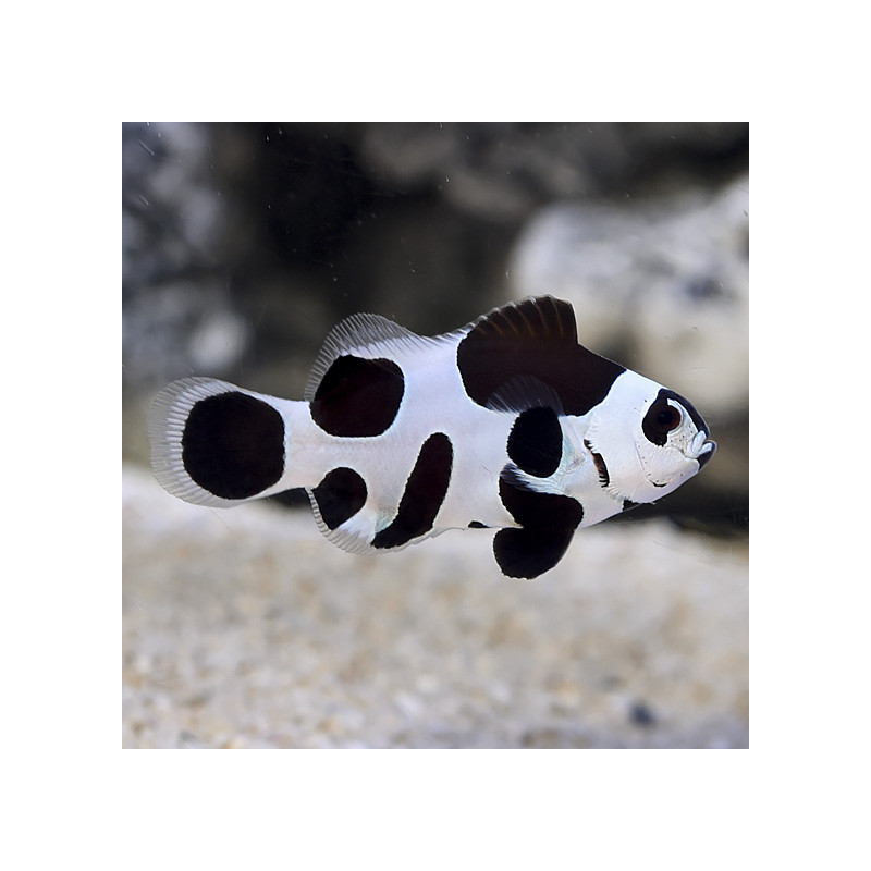 Amphiprion Ocellaris \\"Black Storm\\" 3-4 cm 139,50 €