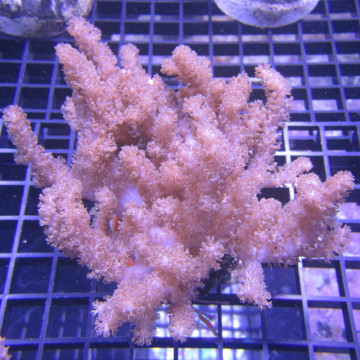 Klyxum sp (Alcyonum sp)-corail soft colt 8 CM 43,50 €