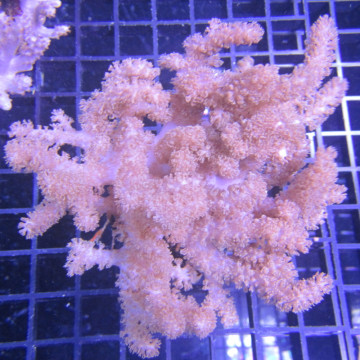 Klyxum sp (Alcyonum sp)-corail soft colt 8 CM 43,50 €