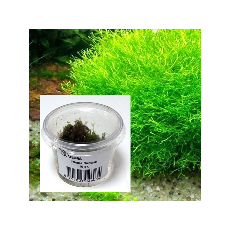 Riccia fluitans 10gr 6,50 €