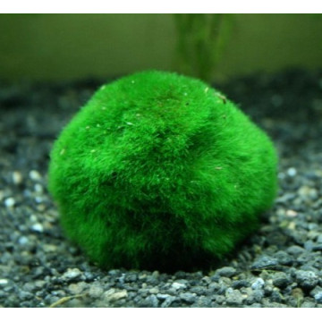 Cladophora boule lot de 5 + 1 gratuite 18,95 €