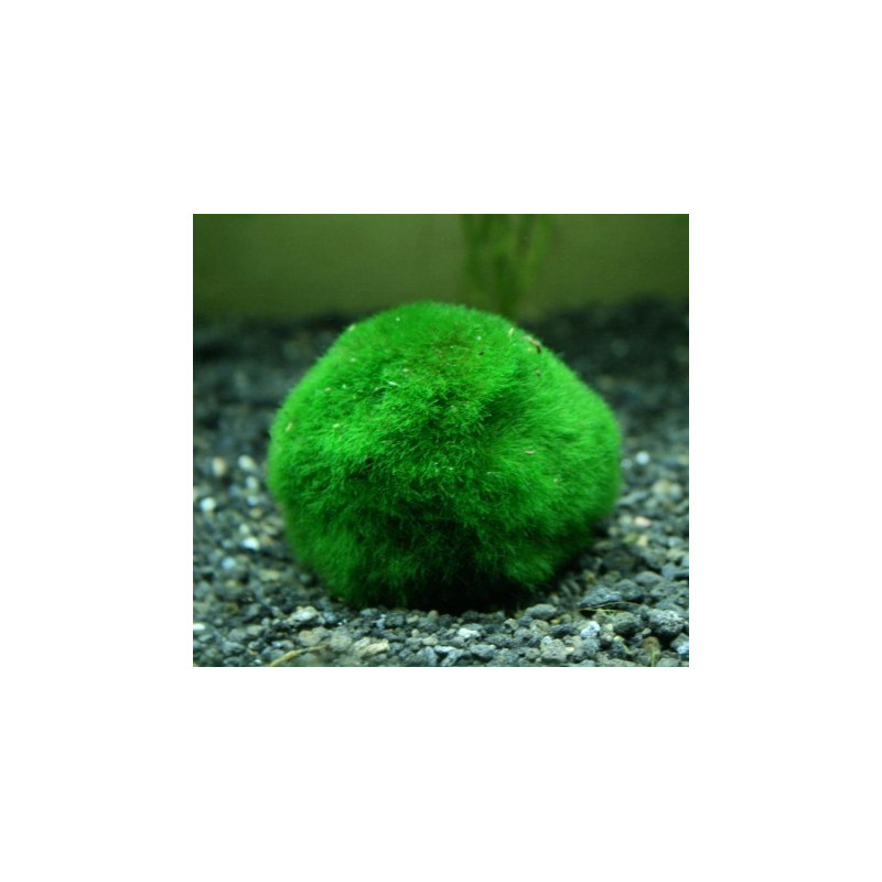 Cladophora boule lot de 10