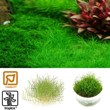 Tropica 1-2-Grow! Eleocharis acicularis 'Mini' 6,95 €