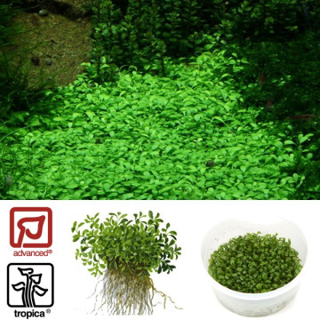 Tropica 1-2-Grow! Glossostigma elatinoides  6,95 €