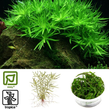 Tropica 1-2-Grow! Heteranthera zosterifolia