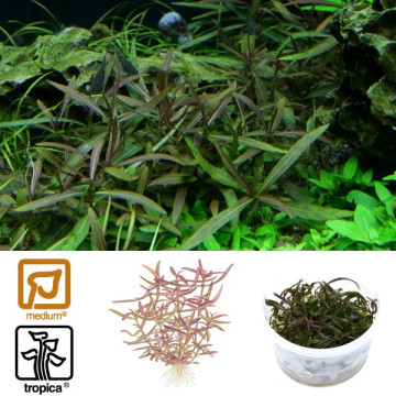 Tropica 1-2-Grow! Hygrophila 'Araguaia' 6,95 €