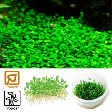 Tropica 1-2-Grow! Marsilea crenata 6,95 €