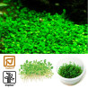 Tropica 1-2-Grow! Marsilea crenata