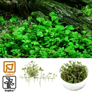 Tropica 1-2-Grow! Marsilea hirsuta