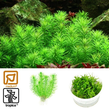 Tropica 1-2-Grow! Pogostemon erectus 6,95 €