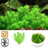 Tropica 1-2-Grow! Pogostemon erectus 6,95 €