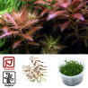 Tropica 1-2-Grow! Proserpinaca palustris 'Cuba' 6,95 €