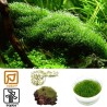 Tropica 1-2-Grow! Riccia fluitans