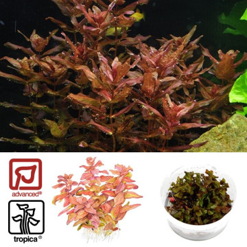 Tropica 1-2-Grow! Rotala macrandra