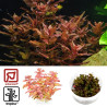 Tropica 1-2-Grow! Rotala macrandra 6,95 €