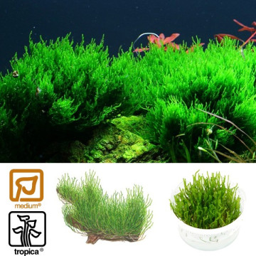 Tropica 1-2-Grow! Taxiphyllum 'Flame' 6,95 €