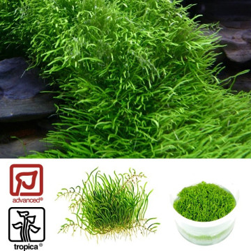 Tropica 1-2-Grow! Utricularia graminifolia 6,95 €