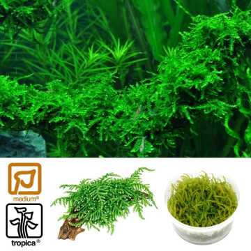 Tropica 1-2-Grow! Vesicularia ferriei 'Weeping' 6,95 €