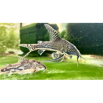 Scleromystax barbatus (superbes) lot de 2 22,50 €