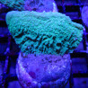 Bouture Montipora foliosa vert 24,00 € Poissondor