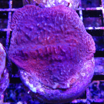 Montipora foliosa mauve 29,00 € Poissondor