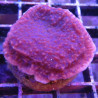 Montipora foliosa mauve 29,00 € Poissondor