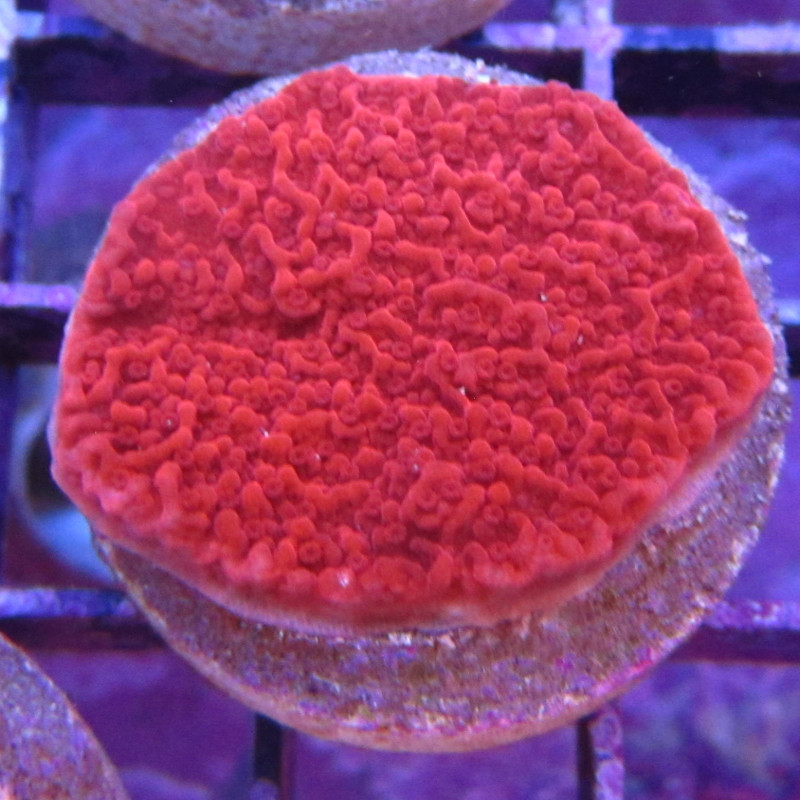 Bouture Montipora Mollis rouge 24,00 € Poissondor