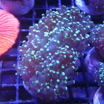 Bouture Euphyllia Yaeyamensis (1 gros polype) 47,50 € Poissondor