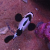 Amphiprion Ocellaris "Black Frostbite" 4-6 cm