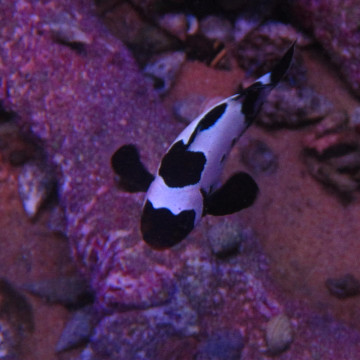 Amphiprion Ocellaris "Black Frostbite" 4-6 cm