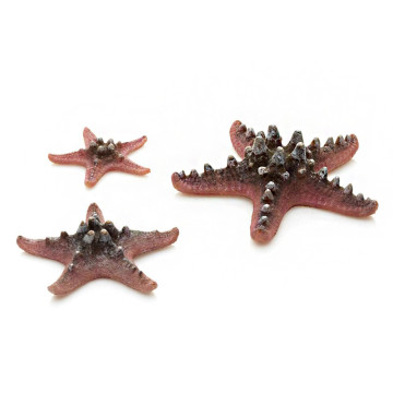 biOrb Set de 3 étoiles de mer roses 13,95 €