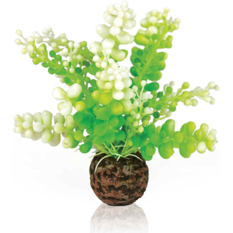 biOrb Caulerpe verte 11,95 €