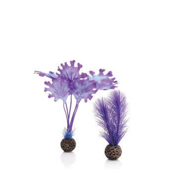 biOrb Set de plantes S violettes