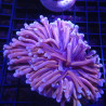 Bouture Euphyllia Glabrescens \\"Golden Torch\\" Indonésie \\"1 pol...