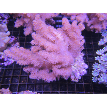 Klyxum sp (Alcyonum sp)-corail soft colt 8 CM 43,50 €