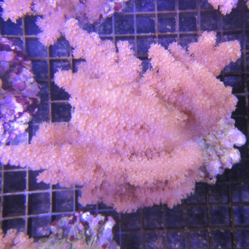 Klyxum sp (Alcyonum sp)-corail soft colt 8 CM 43,50 €