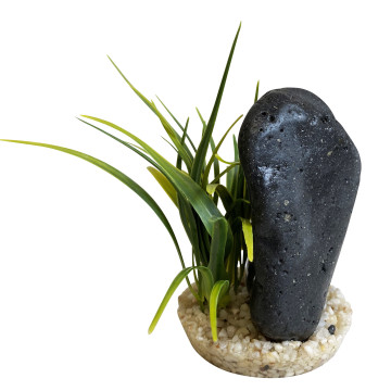 Sydeco® Black Magma Plants H : 14 cm 4,05 €