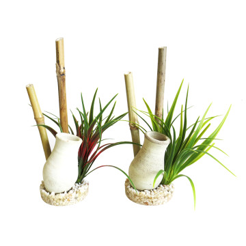 Sydeco® Japanese Garden H : 22 cm lot de 2 plantes 7,70 €